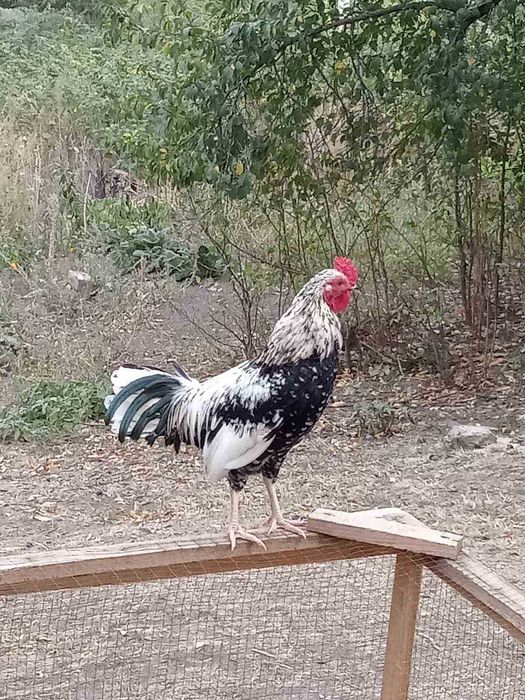 Продам парами (П+К) молодняк декоративних курочок Бентамок.