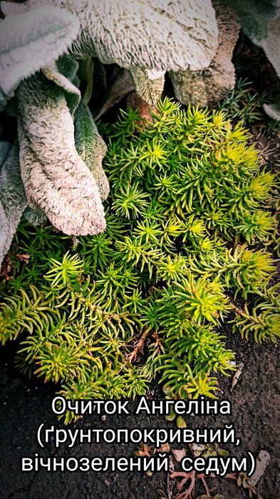 Багаторічні квіти