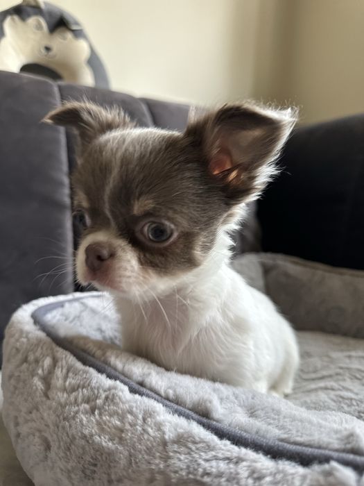 Dziewczyna  Chihuahua