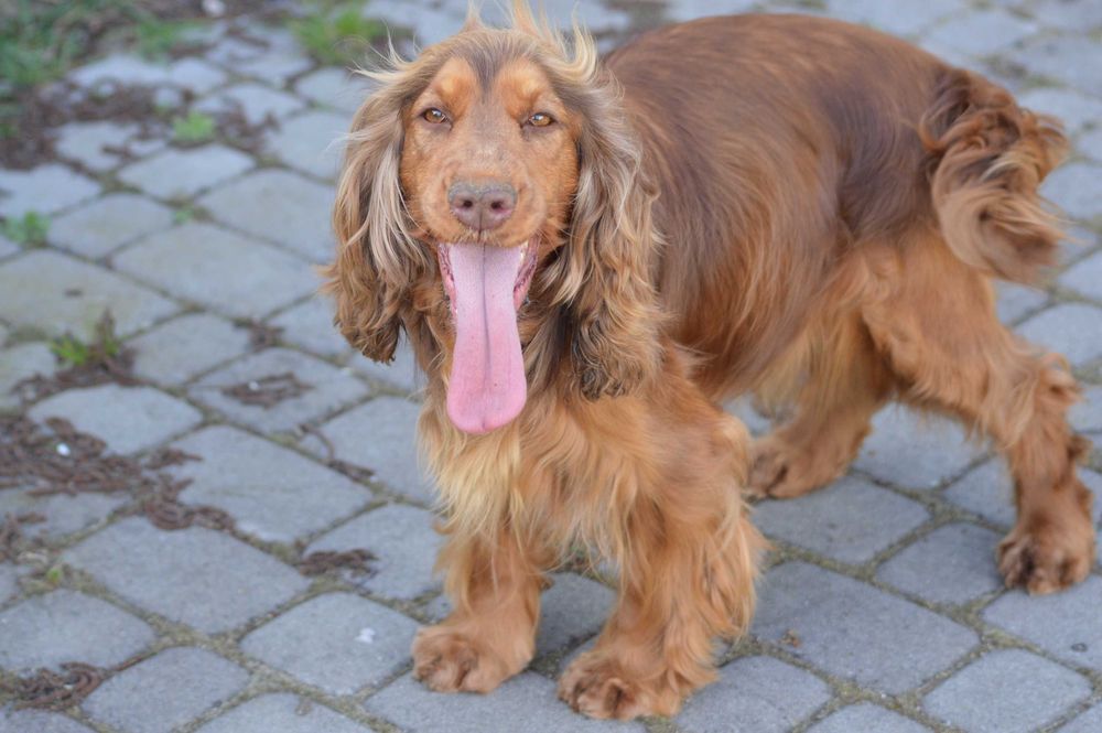 cocker spaniel angielski suczka dorosła czekoladowo-podpalana