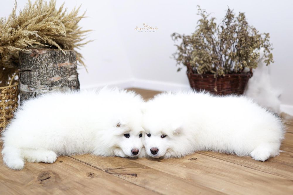Samoyed Piesek….