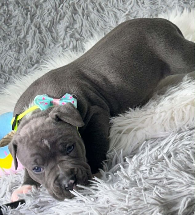 American Staffordshire Terrier suczka 10