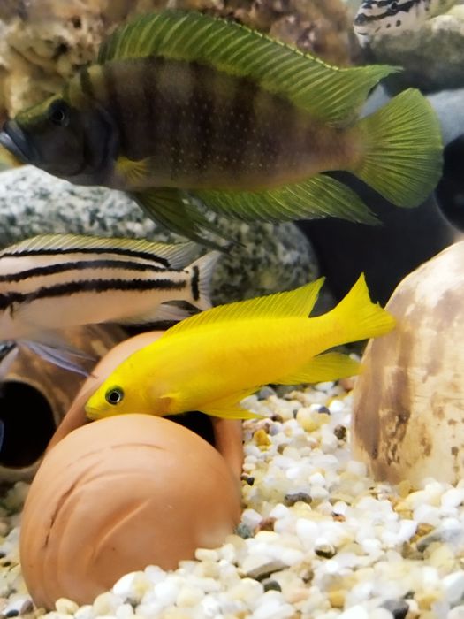 Neolamprologus leleupa leleupi tamala F1 tanganika