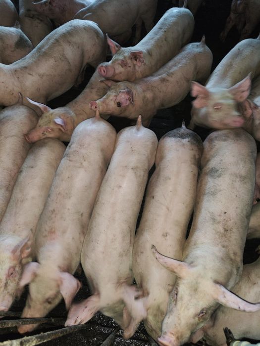 Продам поросят мясной породы