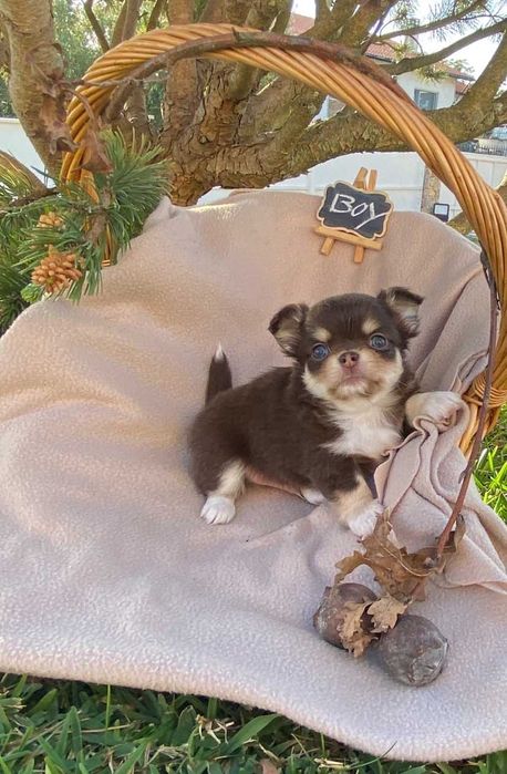 Chihuahua de pelo comprido