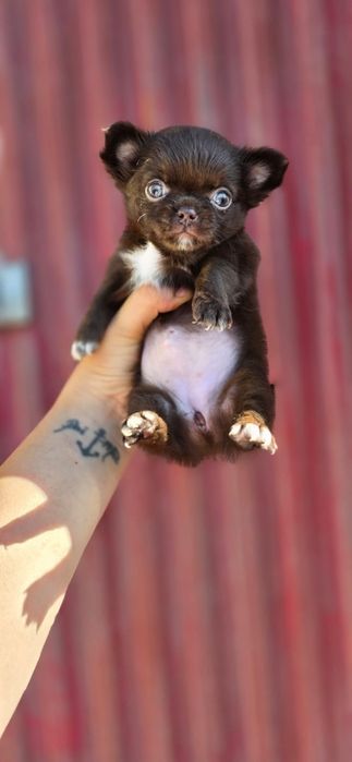Maravilhosa Fêmea! Chihuahua Pêlo Comprido