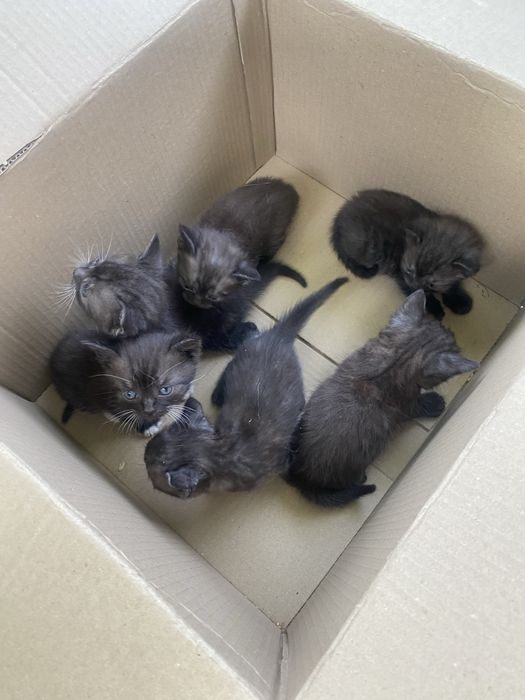 Продам гарненьких кошенят