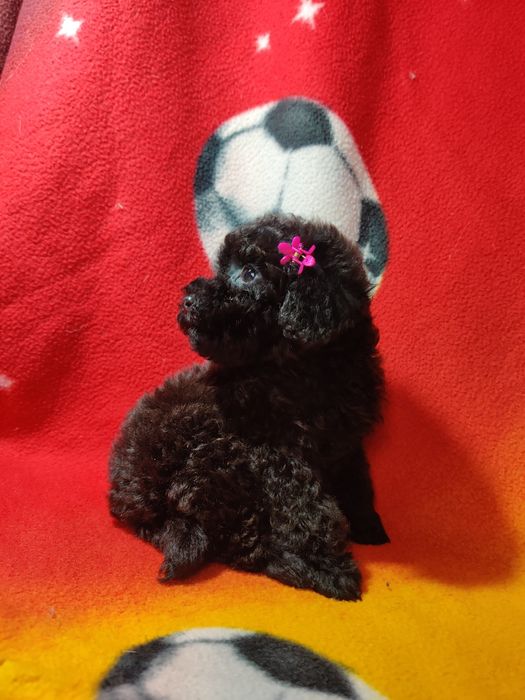 Девчушка Той Пуделя