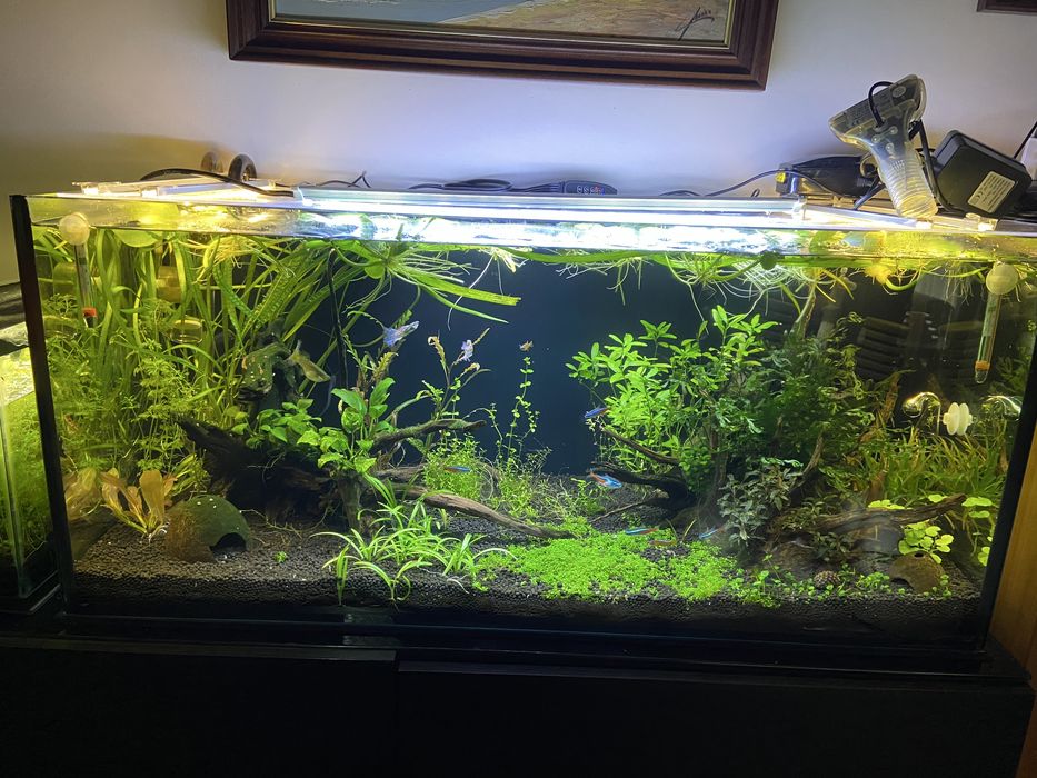 Podas de plantas de aquário