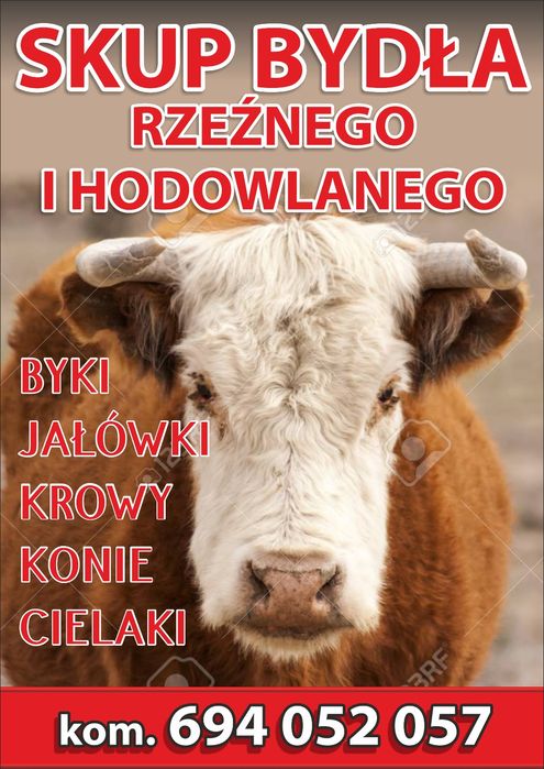 Byk krowa  jałòwka