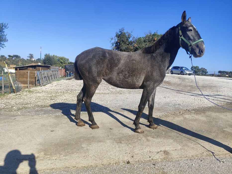 Égua com 5 anos sem defeitos