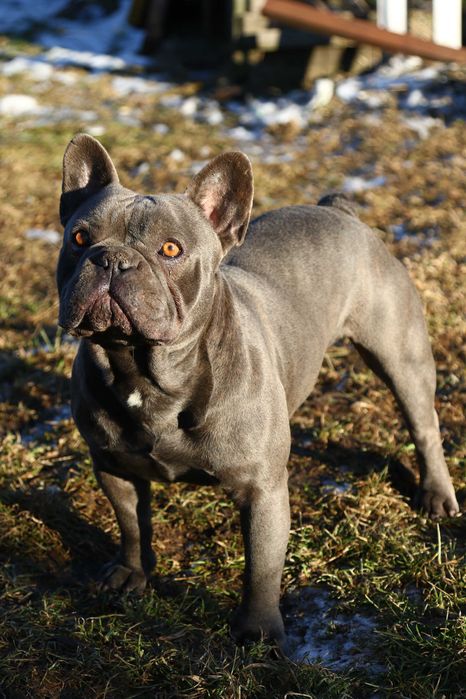 Французський бульдог запрошує наречених.