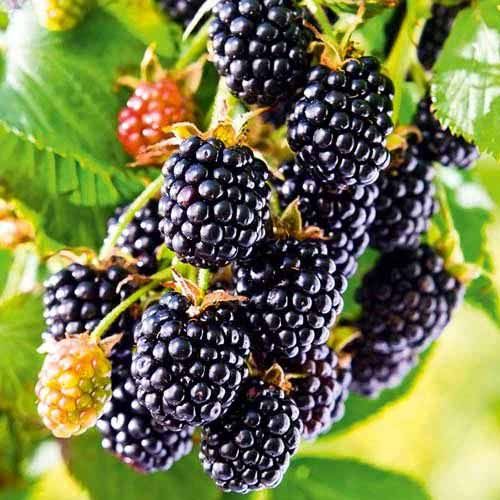 SADZONKI Jeżyny bezkolcowej- czernica od Producenta! Soczyste owoce!