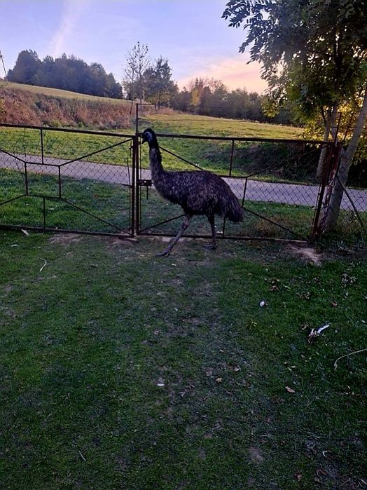 Strusie emu   2.5 letnie