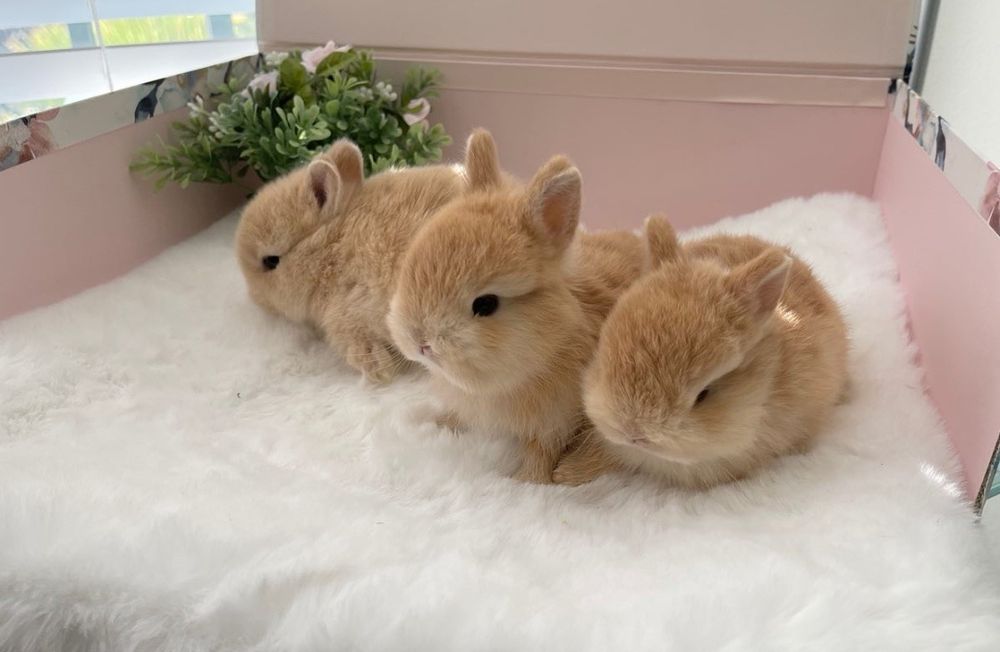 Coelhos anões bebés + gaiola nova + alimentação adequada