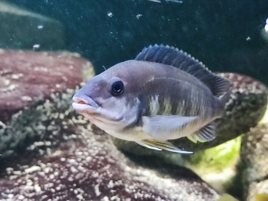 Petrochromis macrognathus
