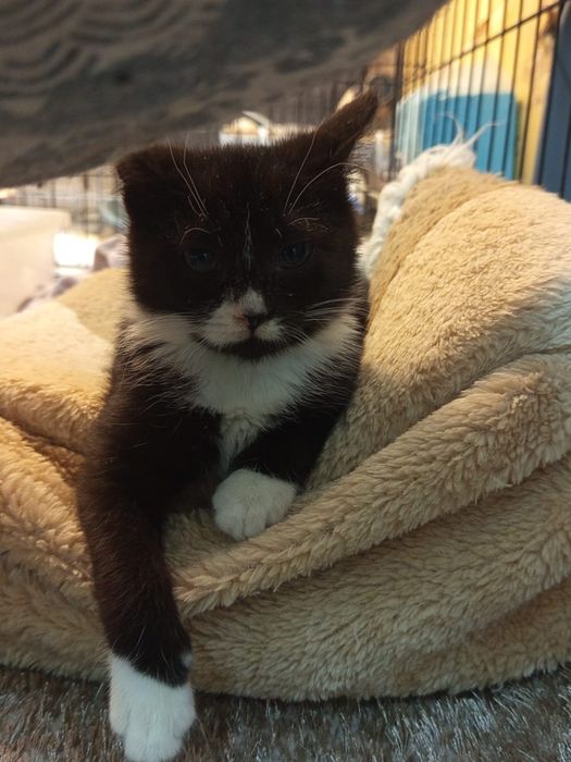 Malutka kotka szuka domu niewychodzącego