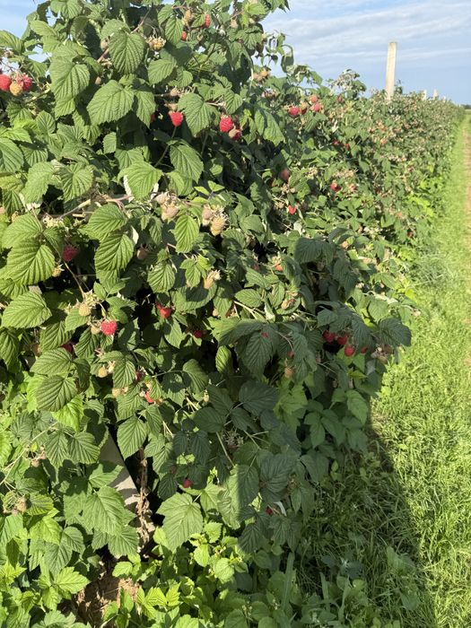 Sadzonki malin GLEN Ample