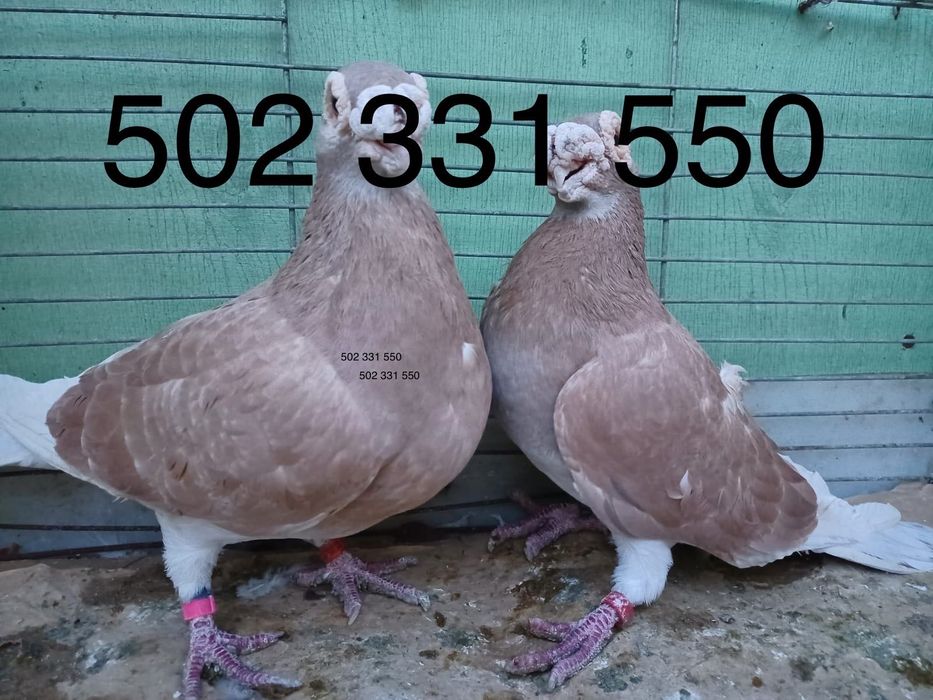 Gołębie Brodawczak Staropolski ptaki dostępne Busko Zdrój 09.11