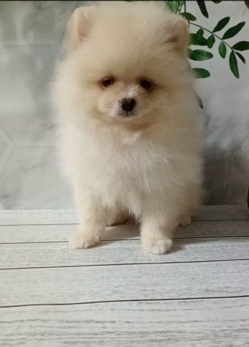 Пухнастик,друг для родини