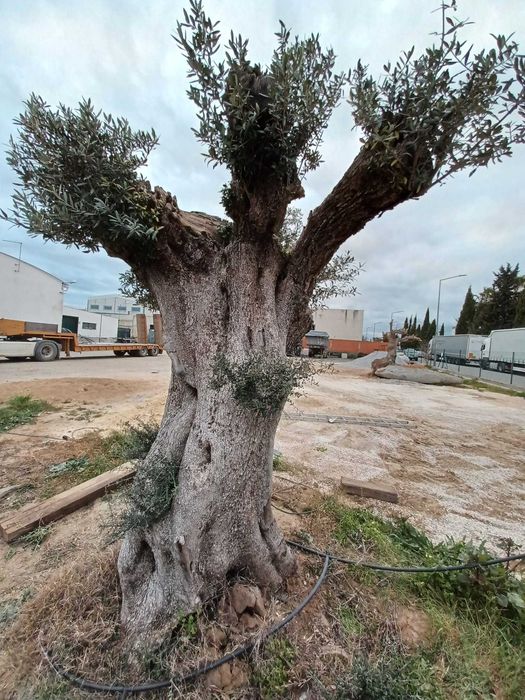Oliveira Centenária Bonsai »»» must-have for landscape architecture!
