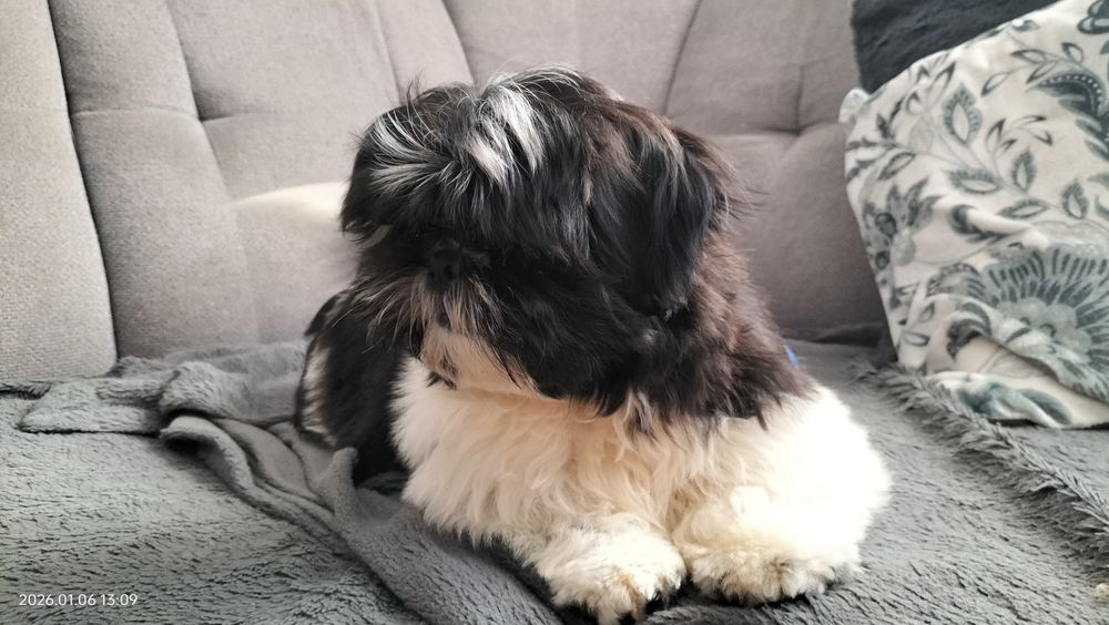 Shih Tzu piesek czarno biały