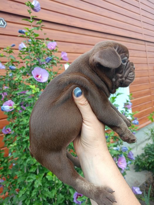 Детки французского бульдога