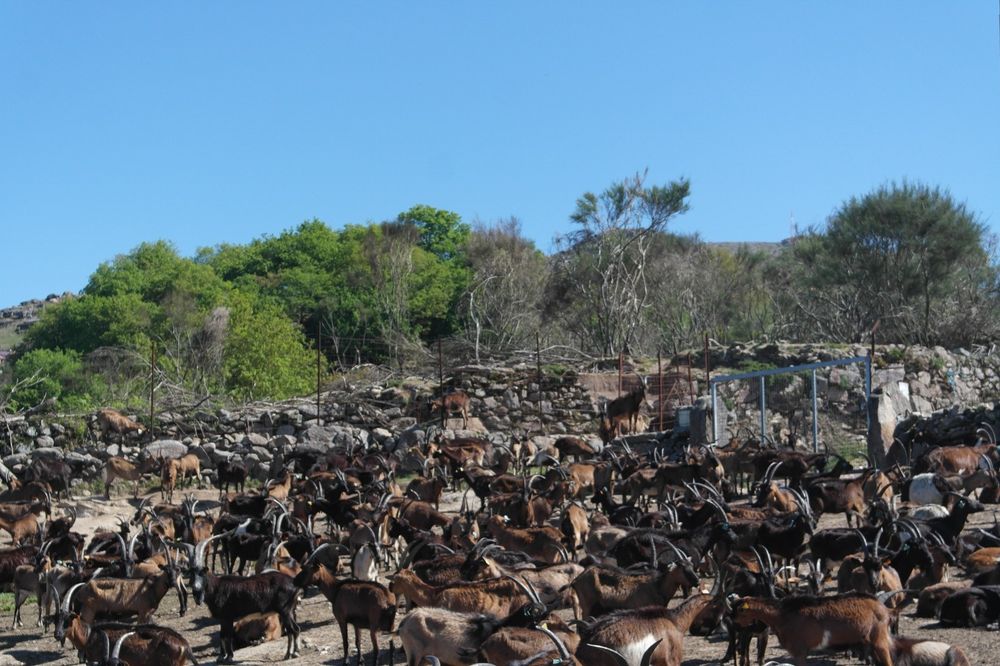 Vendo 60 cabras bravias