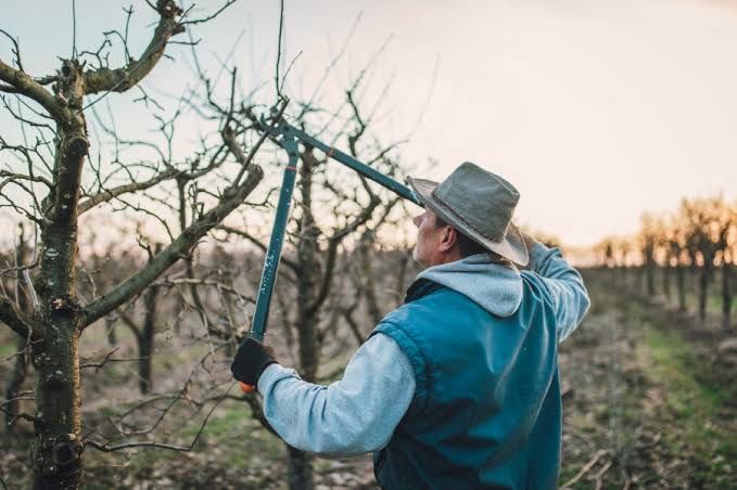 Обрізка саду, послуги садівника
