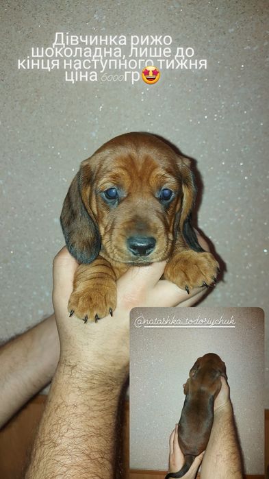 Рижики і не тільки