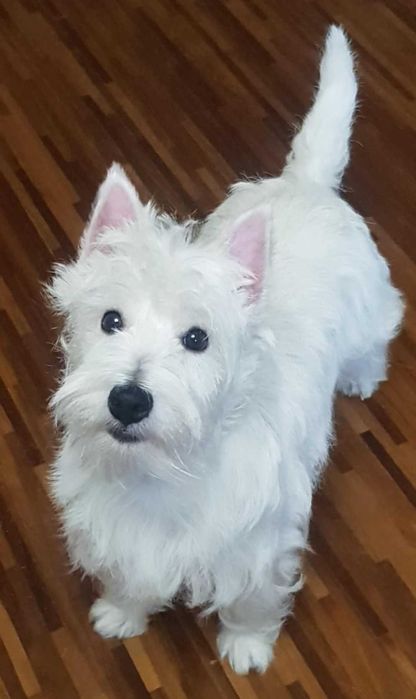 suczka West Highland White Terrier z metryką ZKWP po  Championie