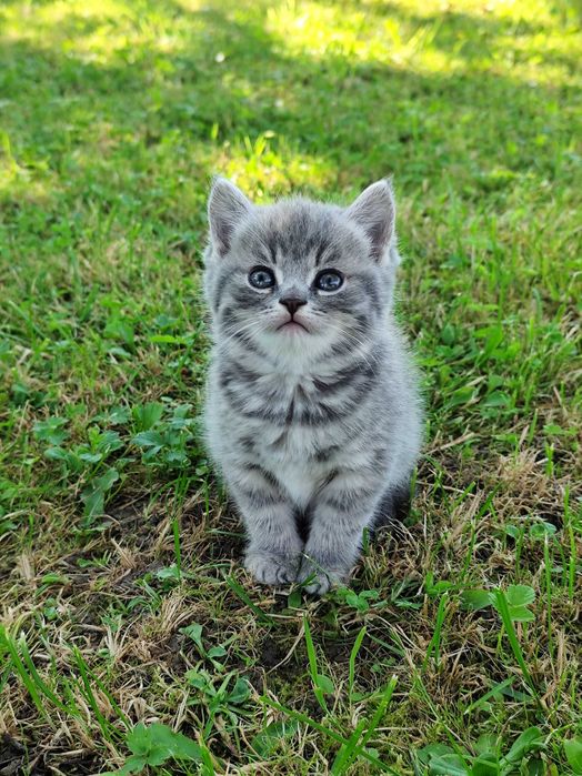 Продам британських кошенят