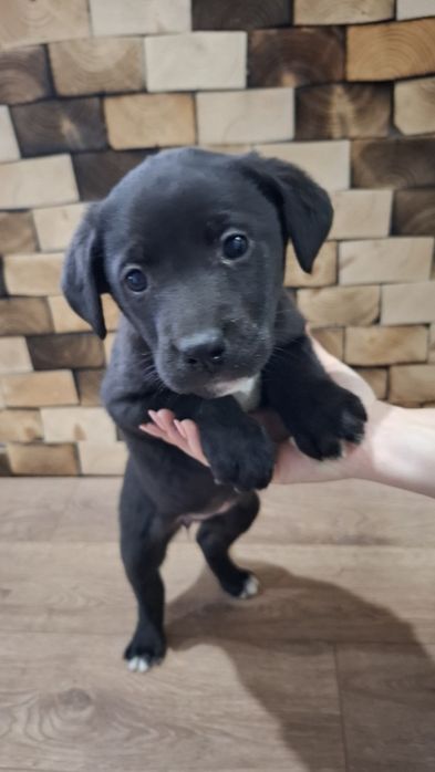 Віддам собачок у добрі руки.