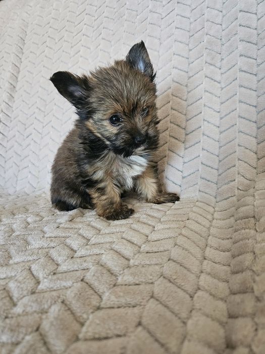 Yorkshire terrier piesek