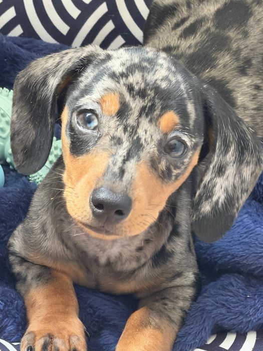Dachshund Teckel