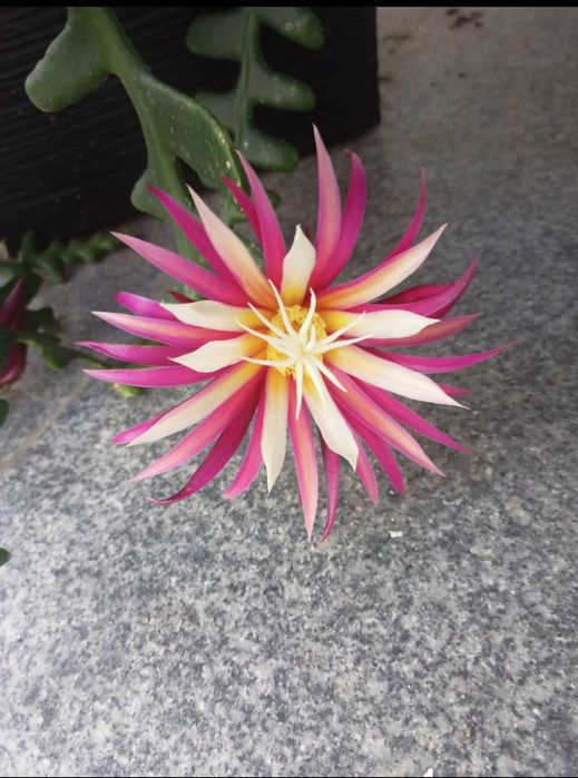 Planta cacto zig-zag