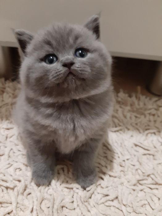 Кошенята британські