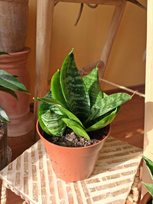 Sansevieria gwinejska