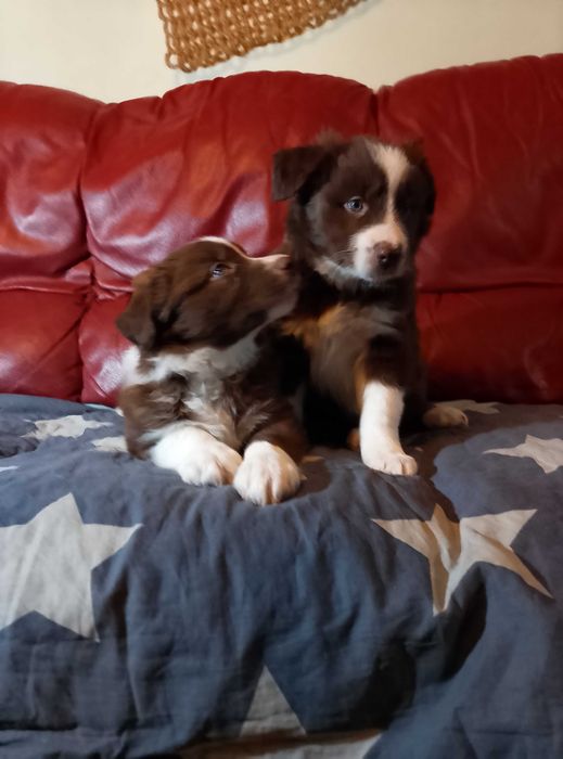 Щенки породы Бордер Колли