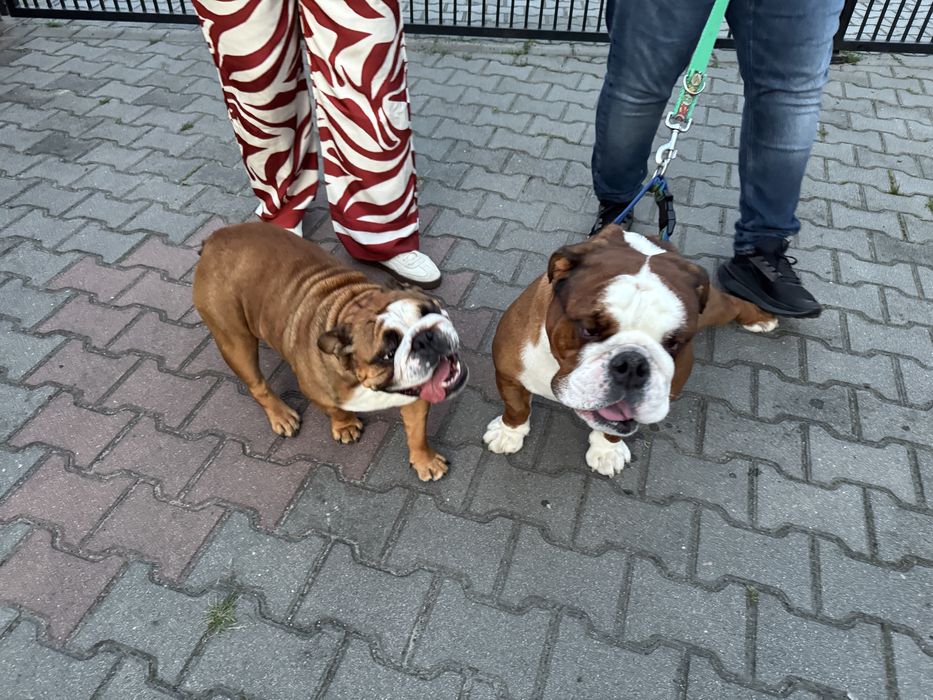 Buldog angielski szczenię