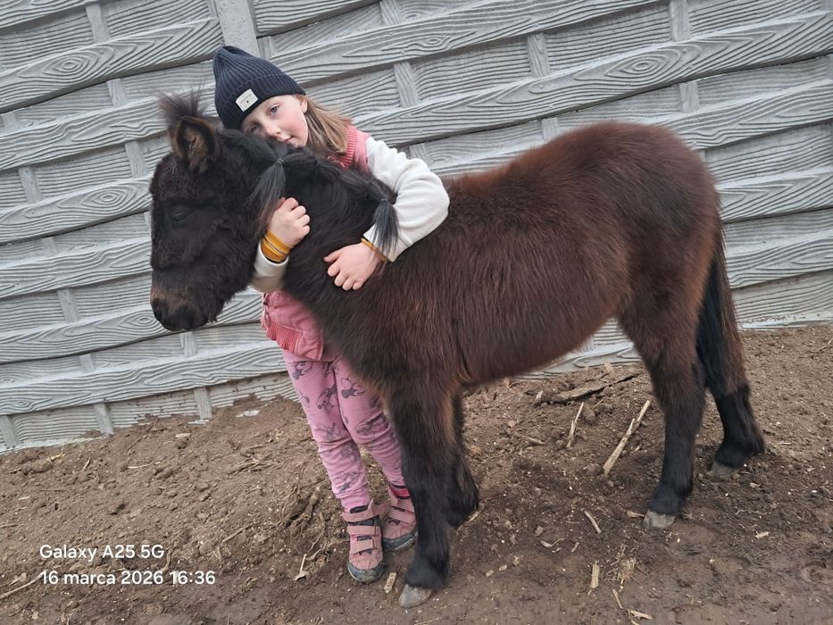 Kucyk piękny roczny bardzo grzeczny