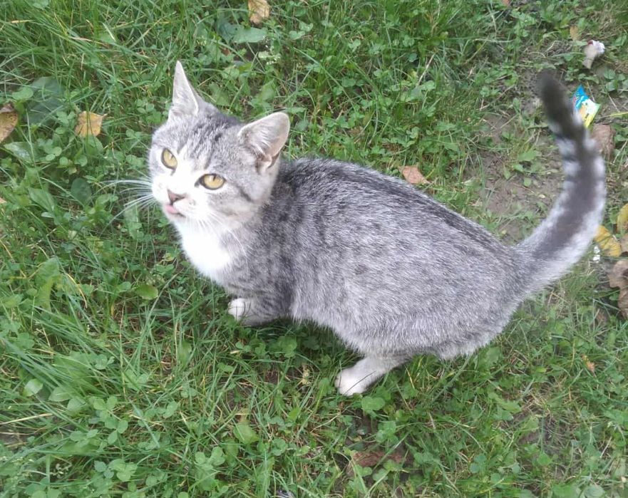 Киця шукає дім, терміново