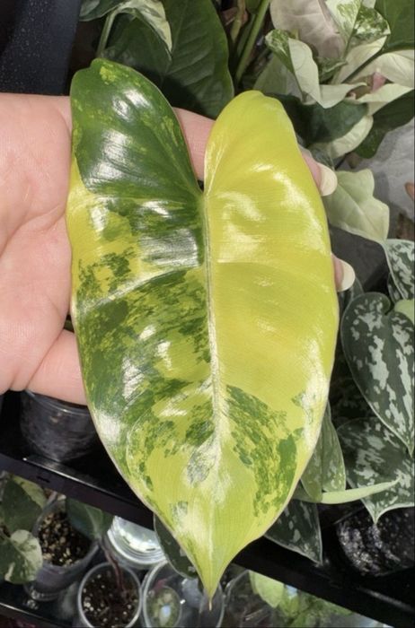 Philodendron Burle marx variegated