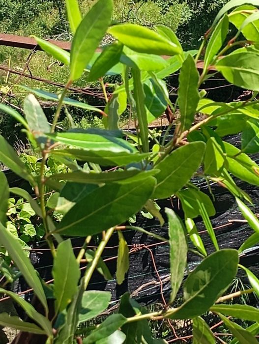 Louro folhas de loureiro/faz a tua encomenda