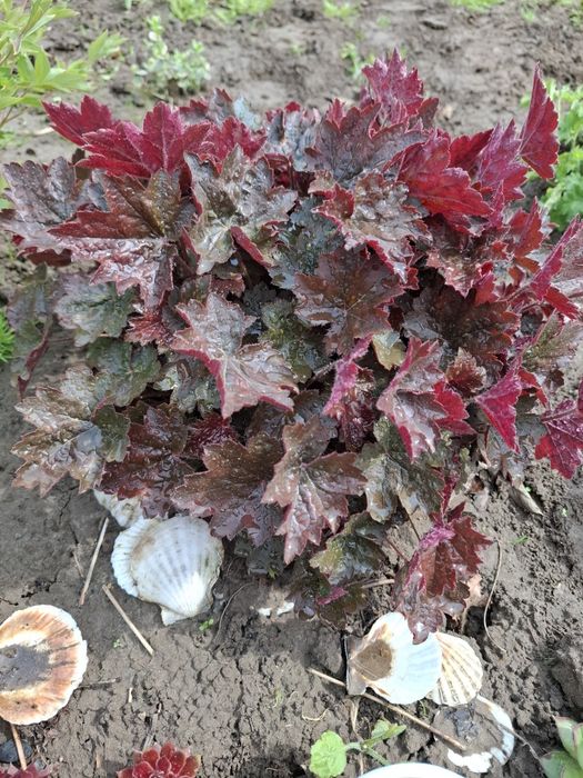 Гейхера, гейхера