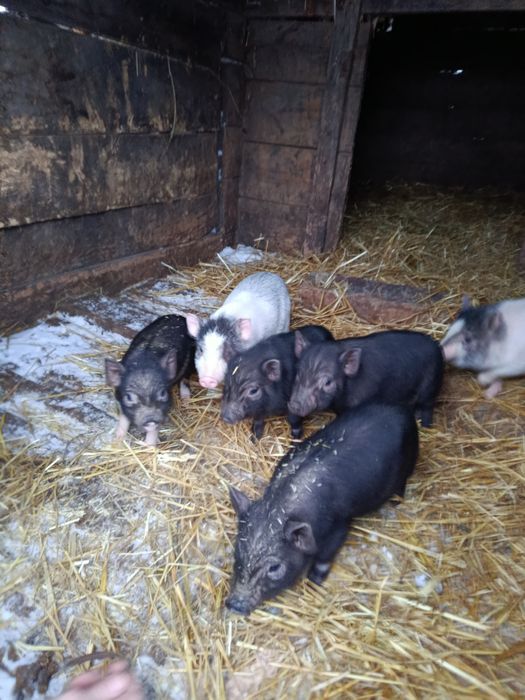 Поросята в'єтнамці