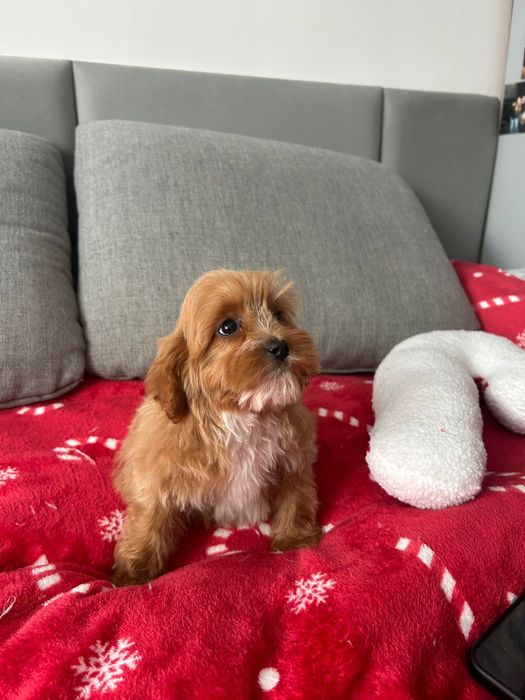 Malutki piesek Cavapoo