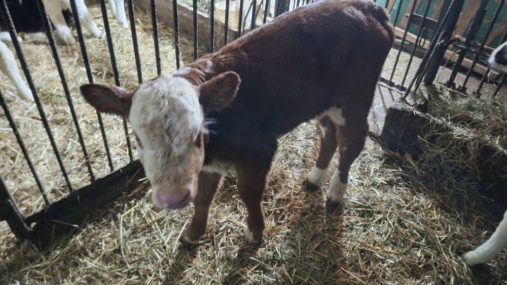 7 jałówek mięsnych