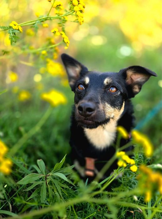 Zara – nieśmiała, wesoła sunia do pokochania! Adopcja