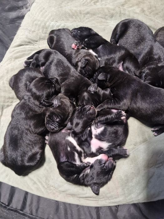 Szczeniaczki do wziecia